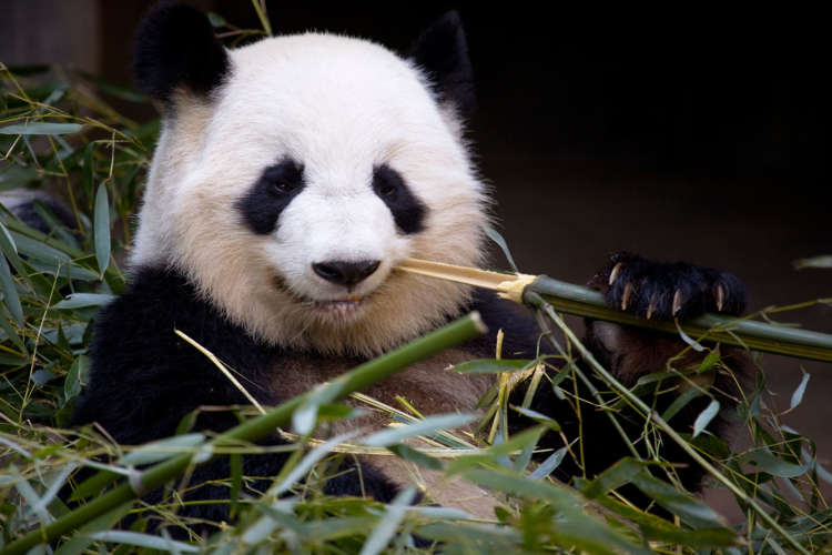 Pandas pack their bags to return to China