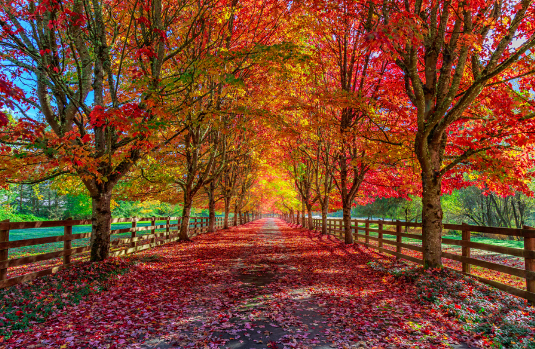 Fall in love with autumn: why the cozy season beats all others