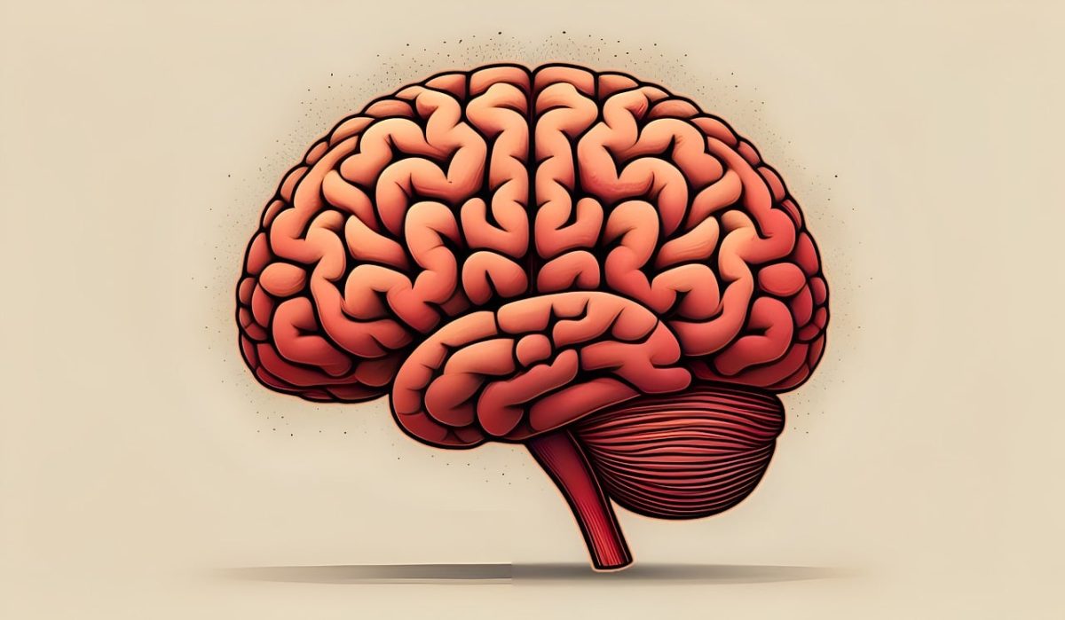The brain game: What concussion research is revealing about contact sports